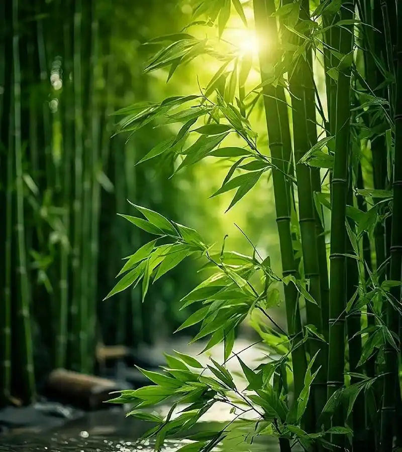 Mae llwybr llusern bambŵ Kyoto yn goleuo marchnadoedd Nadolig yr Almaen